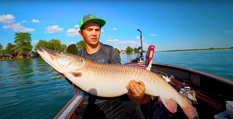 52-inch-musky-estimated-at-45-46-lb