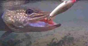 Tips and Tackle for Jerkbait Fishing for Pike