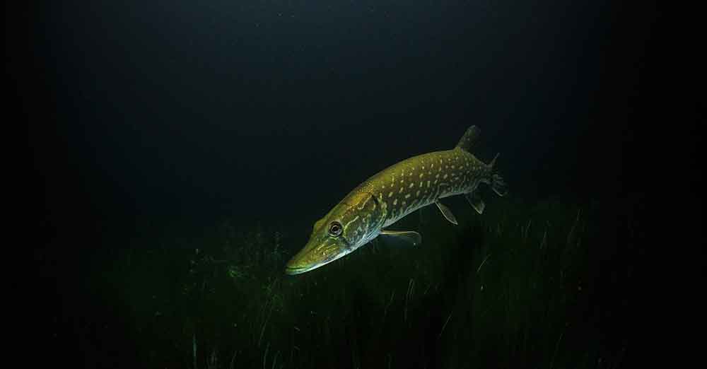Read more about the article How to Choose a Lure Rod for Pike Fishing