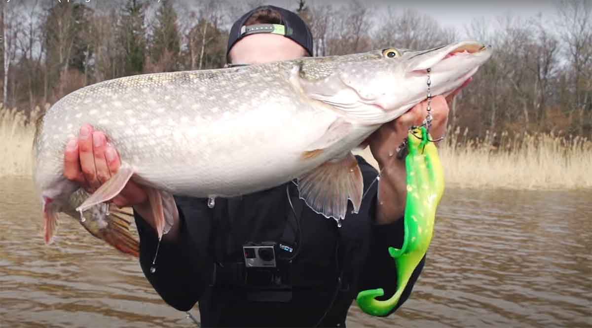Read more about the article Best Soft Plastic Lures for Pike Fishing