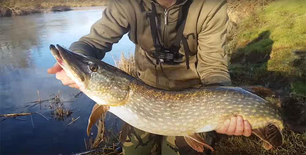 Read more about the article River Pike Lure Fishing