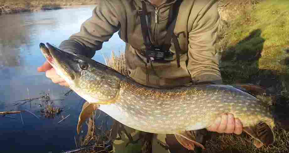 Read more about the article Top Tops for River Pike Lure Fishing