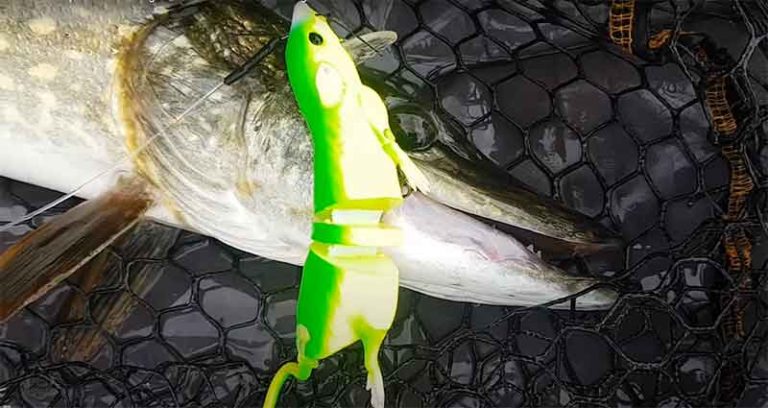 rat lures for pike fishing on canals pike takes savage gear rat