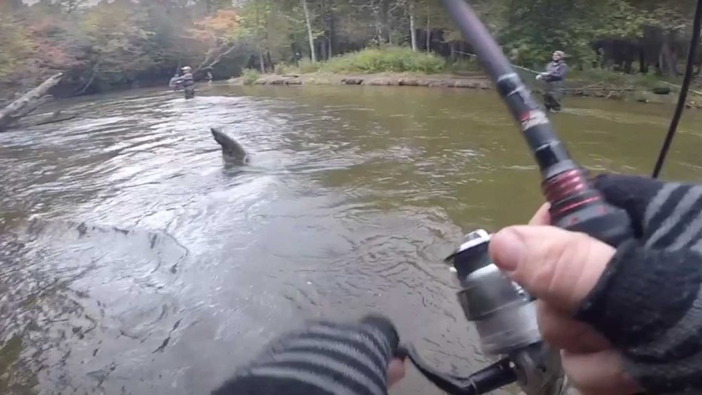 This-big-fish-was-landed-using-a-lightweight-Abu-Garcia-Spinning-Rod
